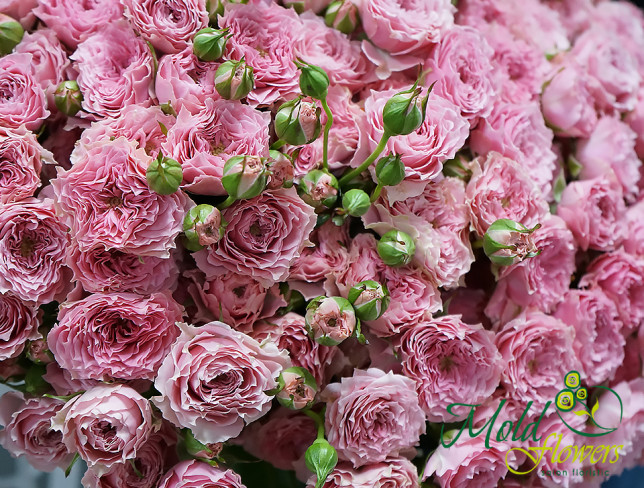 Trandafir de tufă roz /1 ramura foto